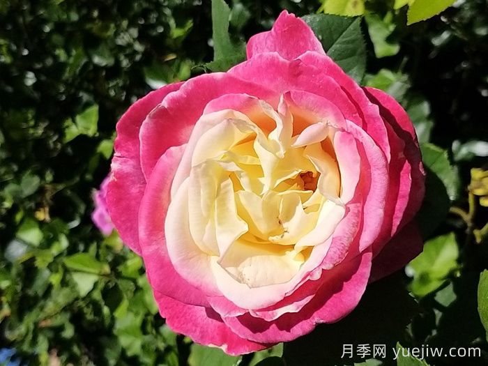 熱帶香水月季/熱帶香氛(圖1)