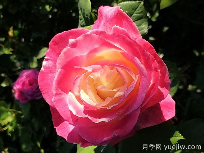 熱帶香水月季/熱帶香氛(圖2)