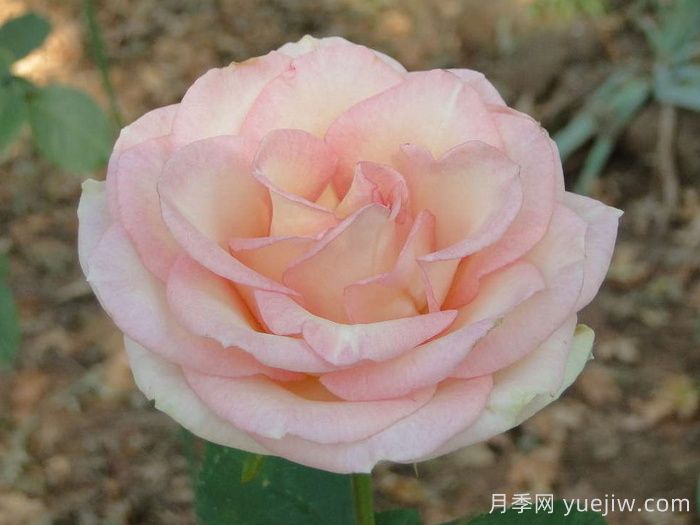 埃斯佩蘭斯月季/希望/希冀(圖1)