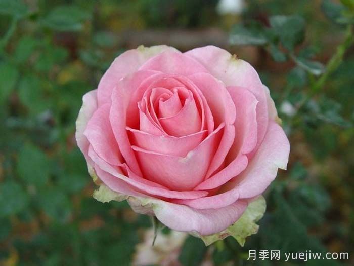 埃斯佩蘭斯月季/希望/希冀(圖2)