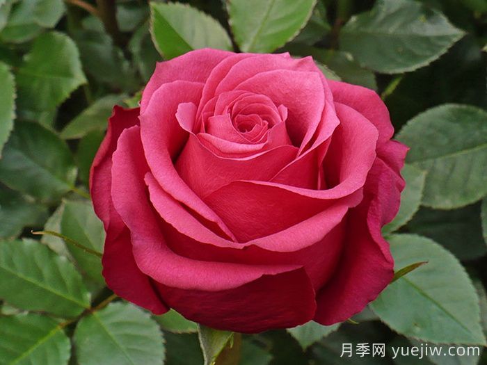 櫻桃奧月季/櫻桃O/櫻桃巷(圖1)