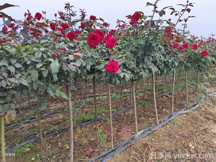 春季如何提高園林工程中新栽植物的成活率？(圖1)