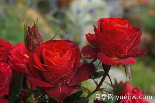 月季推薦，日蝕王陽臺月季(圖1)