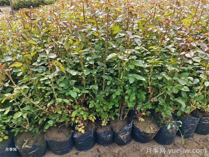 春季苗木移栽沒有成活，總結(jié)苗木死亡的八大原因(圖1)