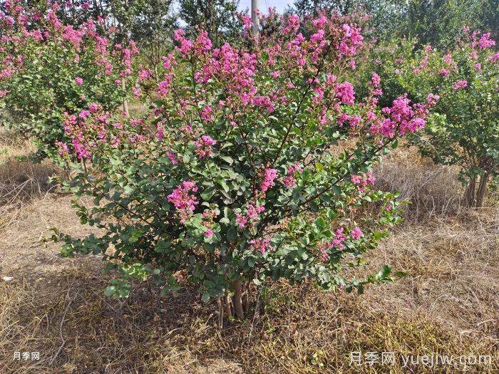 薔薇花的繁殖技術(shù)(圖1)