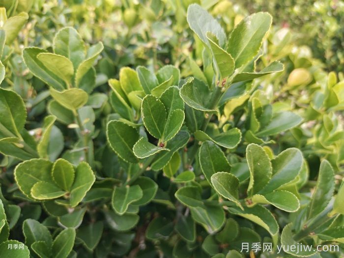 10種常見圍墻綠籬品種總結(jié)(圖1)