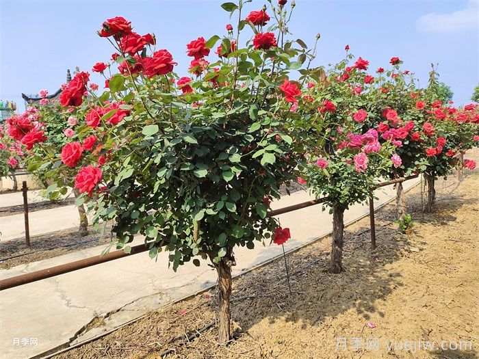 什么是花園一級養(yǎng)護標準？(圖1)