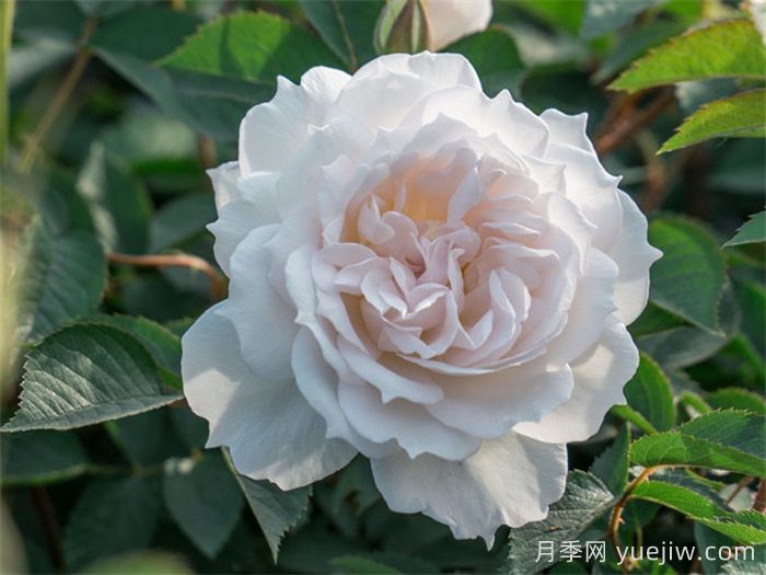 天狼家香氣四溢的月季清單，讓花園充滿浪漫氣息！(圖2)