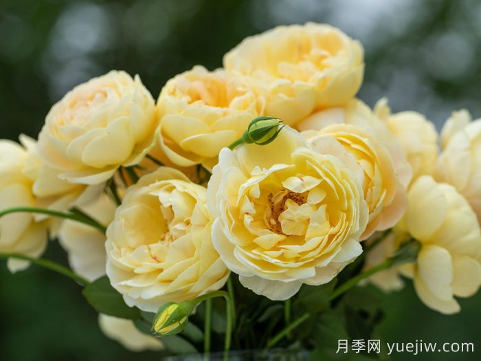 天狼家香氣四溢的月季清單，讓花園充滿浪漫氣息！(圖3)