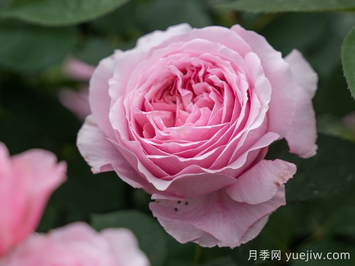 天狼家香氣四溢的月季清單，讓花園充滿浪漫氣息！(圖4)