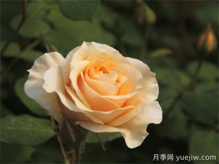 晨曦月季(俞紅強)(圖1)