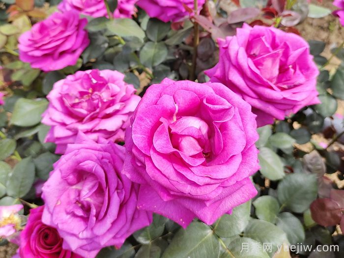 月季有三個坑，養(yǎng)月季花有哪三怕？(圖1)