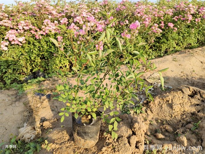 月季有三個坑，養(yǎng)月季花有哪三怕？(圖2)