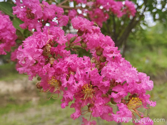 紫薇一年四季的養(yǎng)護管理辦法(圖1)