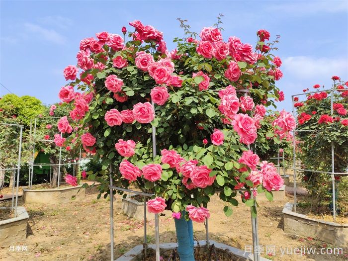 怎樣使月季樹開花大而艷？(圖1)