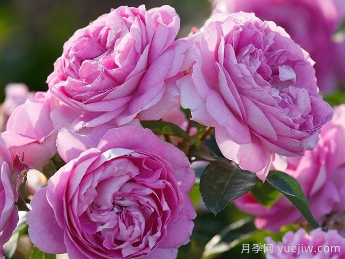 切花月季的病蟲害防治(圖1)
