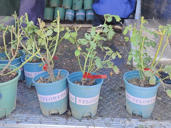 月季花怎么換盆？掌握技巧花開不斷(圖1)
