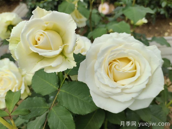 白色月季推薦，坦尼克月季(圖1)