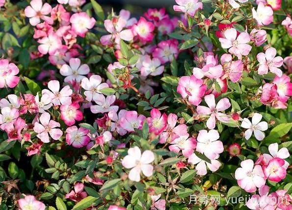 月季推薦，杏花雨(圖1)