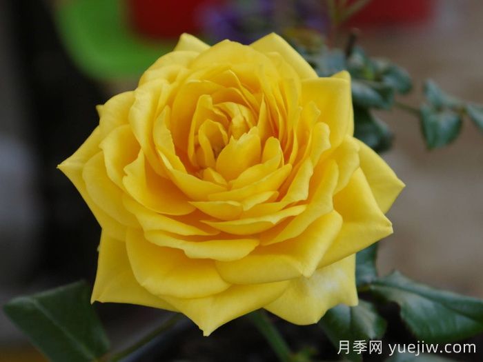 月季推薦，陽光海灘月季(圖1)