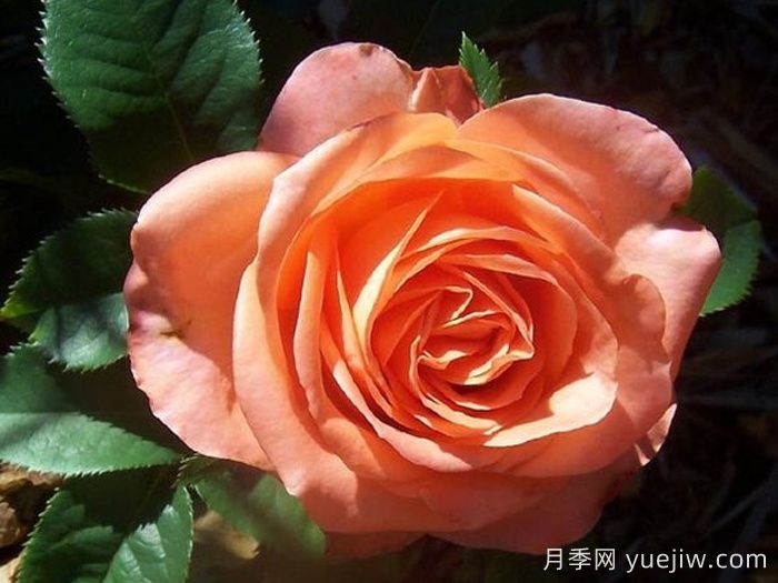 木瓜月季(圖1)