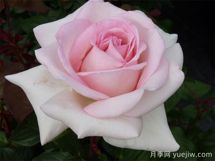 月季推薦，園藝王子月季(圖1)