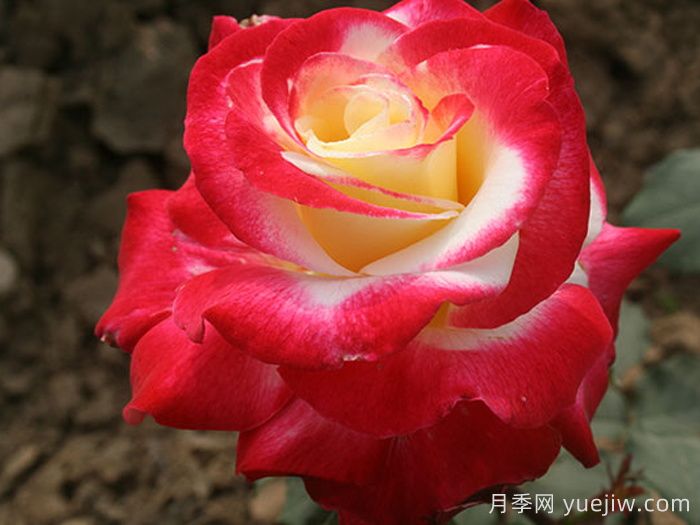 如果只能養(yǎng)一棵月季花，那么就在這5個品種中選擇(圖3)