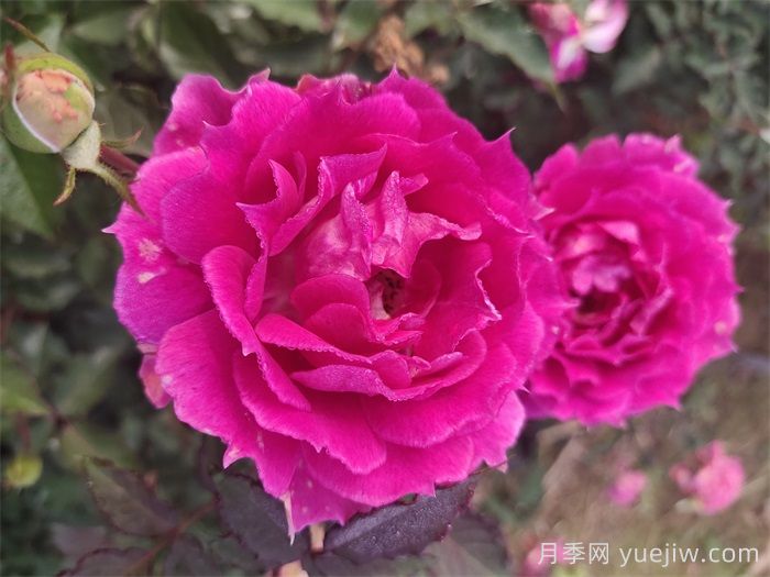 如果只能養(yǎng)一棵月季花，那么就在這5個品種中選擇(圖4)