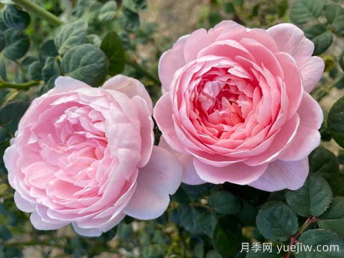 如果只能養(yǎng)一棵月季花，那么就在這5個品種中選擇(圖5)
