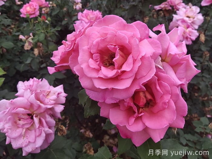 春夏季節(jié)防治月季紅蜘蛛蟲害的辦法(圖1)