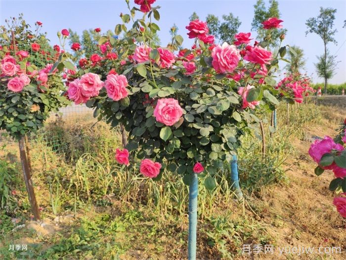 怎樣讓新栽的月季樹快速生根？(圖2)