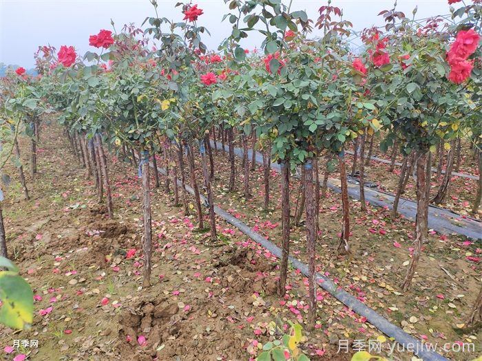 怎樣讓新栽的月季樹快速生根？(圖3)