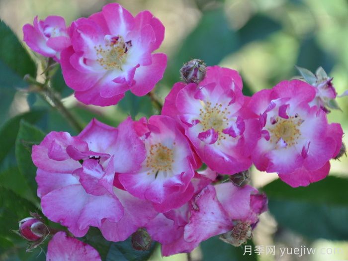 德特曼多花月季(圖1)