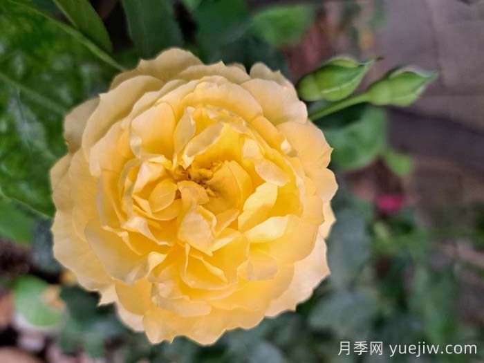我的爸爸月季(圖2)