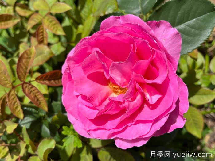 復(fù)古小姐月季(圖1)