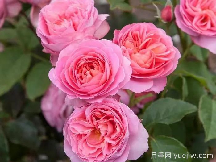 復(fù)古小姐月季(圖2)