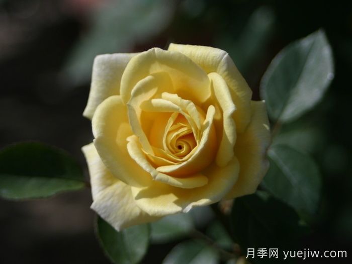 彼得阿隆索月季(圖1)