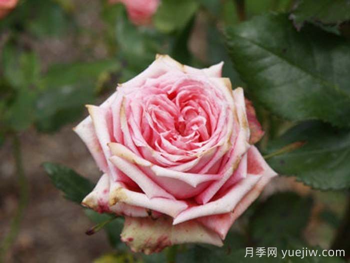 伊爾塞塔月季/拉瑟西斯塔(圖1)