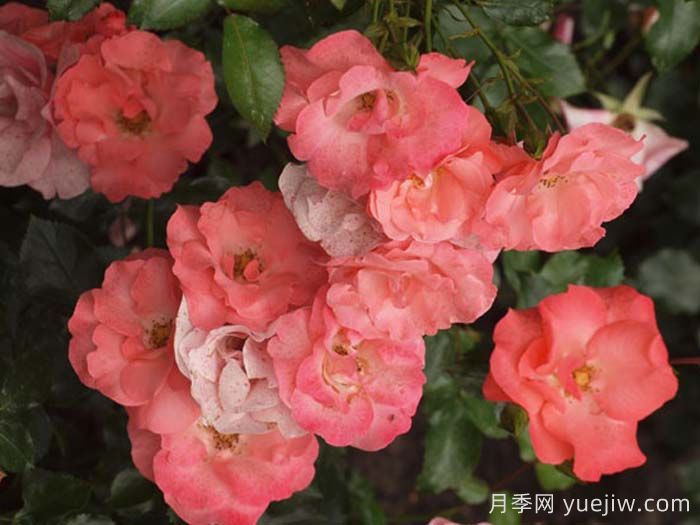 特蕾西月季(圖1)