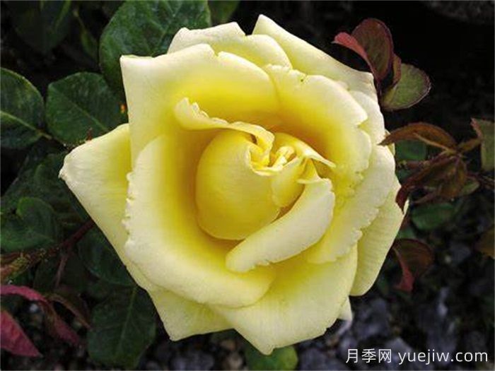 甜蜜莉絲月季/甜蜜的莉西(圖1)