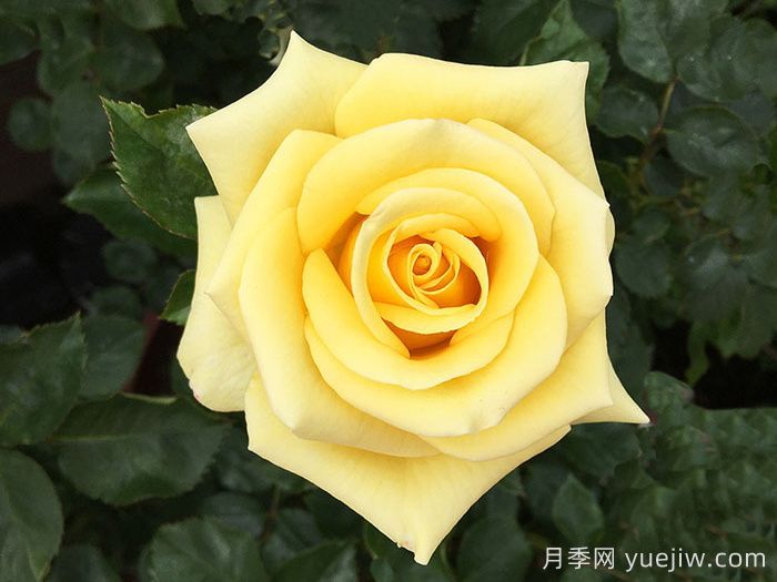 希望女王月季/皇后的希望(圖1)
