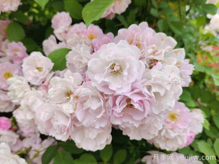 薔薇花種子種植時間和方法(圖1)