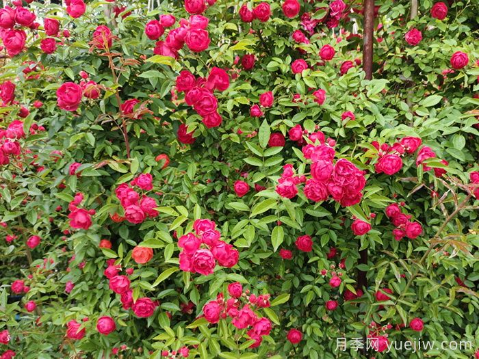 紅木香爬藤月季的優(yōu)缺點(diǎn)是什么？紅木香養(yǎng)護(hù)方法(圖2)