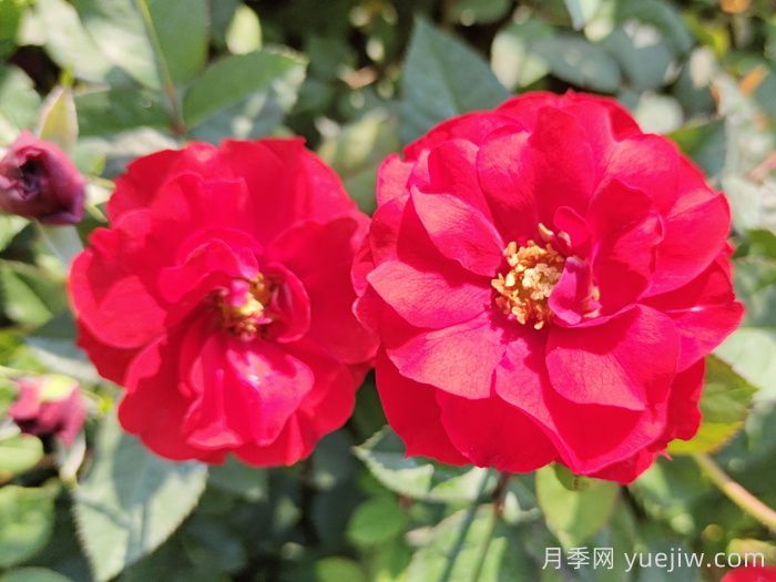 推薦5款豐花月季品種，園林綠化耐熱耐曬(圖1)