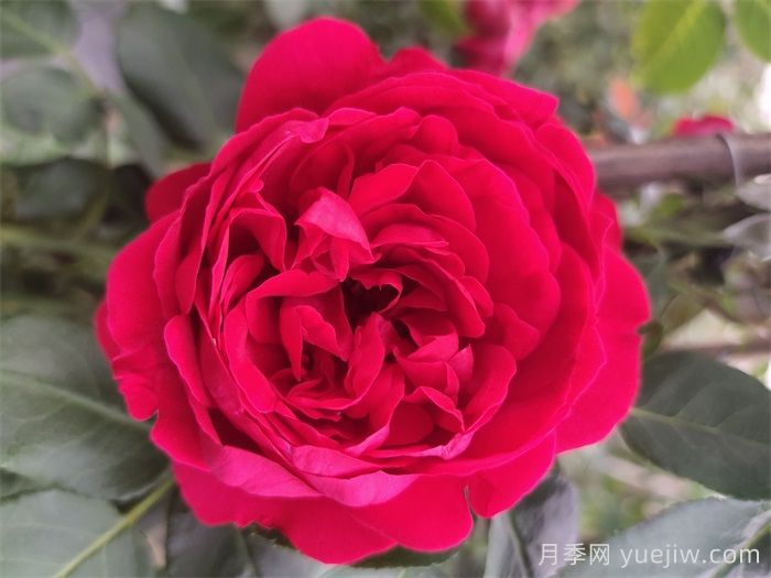 紅龍?jiān)录疽荒觊_(kāi)幾次花？4-12月開(kāi)6次(圖1)