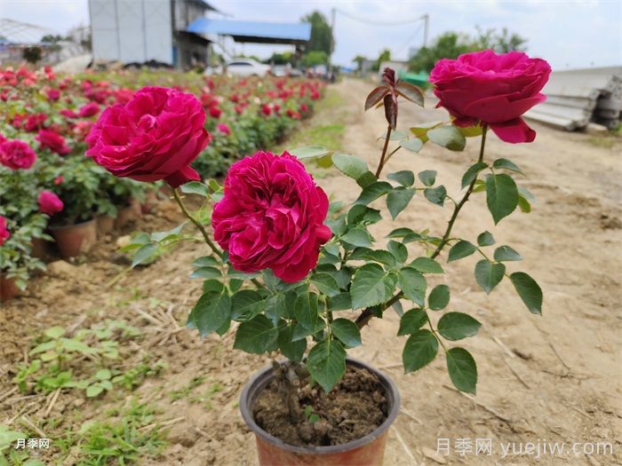 紅龍?jiān)录疽荒觊_(kāi)幾次花？4-12月開(kāi)6次(圖2)