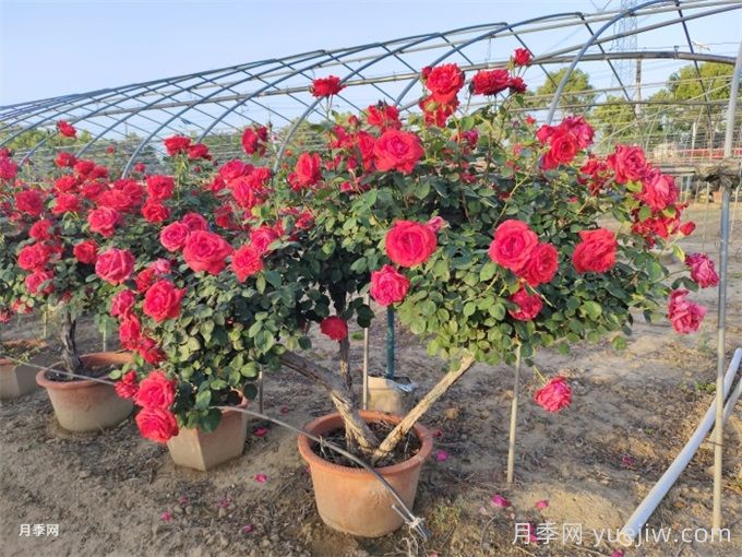 月季花的繁殖栽培和養(yǎng)護(hù)管理(圖2)