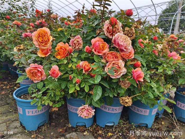 月季花的繁殖栽培和養(yǎng)護(hù)管理(圖3)