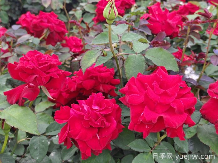 月季花的繁殖栽培和養(yǎng)護(hù)管理(圖1)