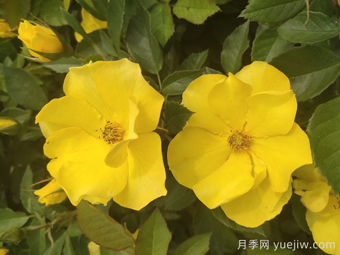 河北河間：月季成網(wǎng)紅，美麗能致富(圖2)